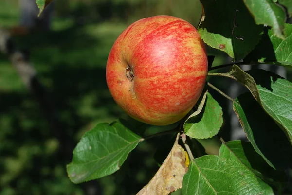 stock image Ripe apple.