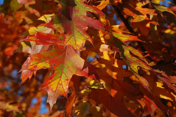 Autumn leaves of an oak. — Stock Photo, Image