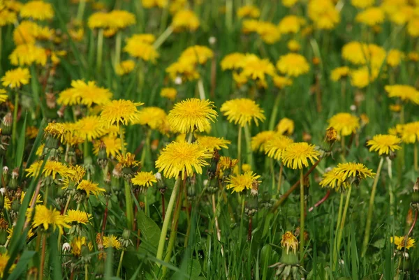 stock image Field of dandelions.