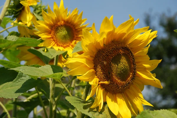 Decorative sunflower.