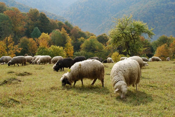 Ovelhas nas montanhas . — Fotografia de Stock