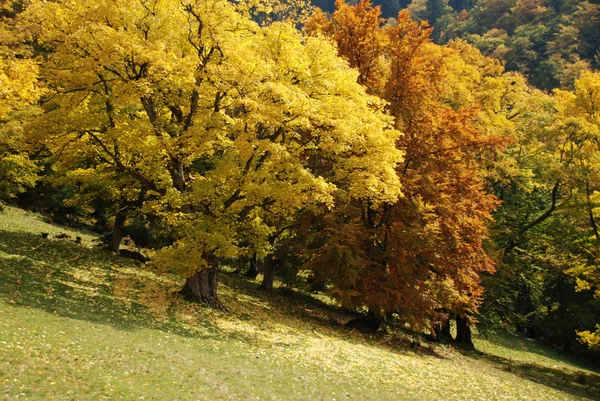 丘の中腹に秋. — ストック写真