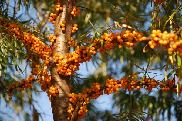 Bacche di olivello spinoso frutti . — Foto Stock