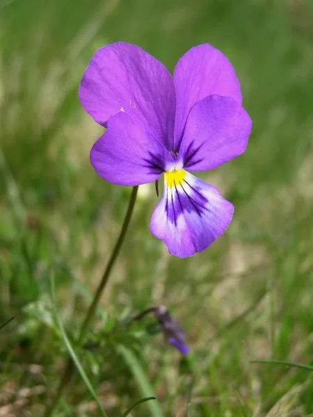 Field flower — Stock Photo, Image
