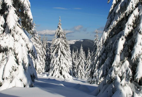 Zimní srst stromy. — Stock fotografie