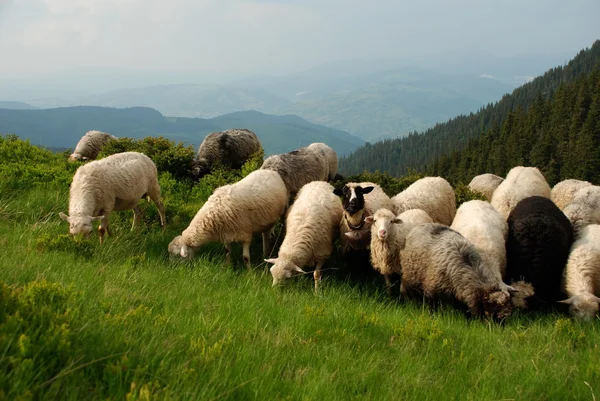 Вівці на схилі пагорба — стокове фото
