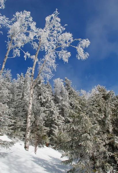 Stromy ve sněhu. — Stock fotografie