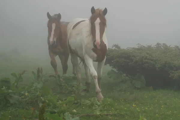 Konie we mgle. — Zdjęcie stockowe