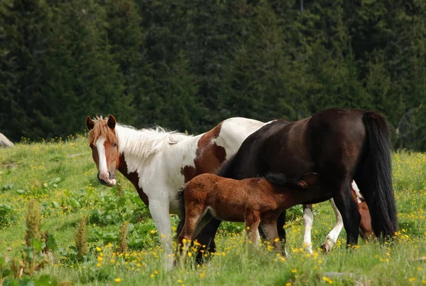 Horses on a hillside. — Stock Photo, Image