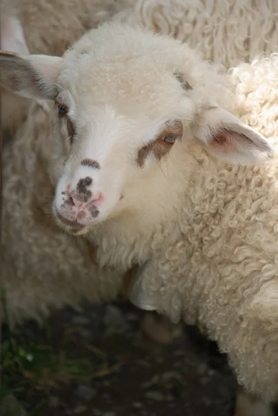 Portret owcy. — Zdjęcie stockowe