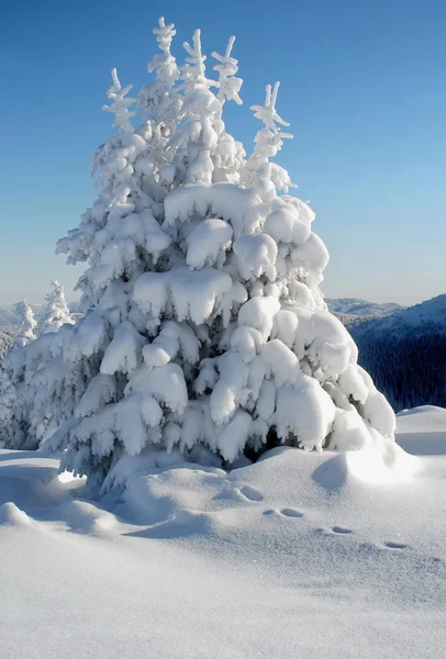 Peles de árvores brancas — Fotografia de Stock