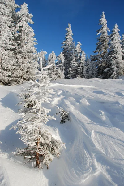 Взимку снігу hillside — стокове фото