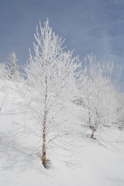 Beyaz kış ağaç bir yamaca.