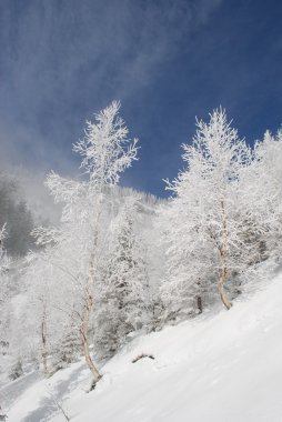 Beyaz kış ağaç bir yamaca.