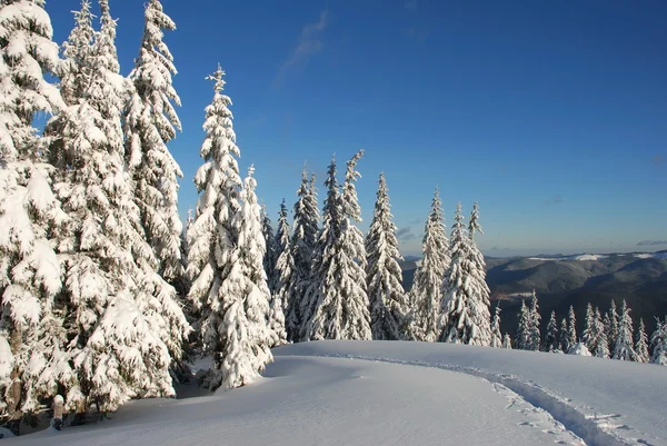 Peles-árvores de inverno brancas em uma encosta wi — Fotografia de Stock