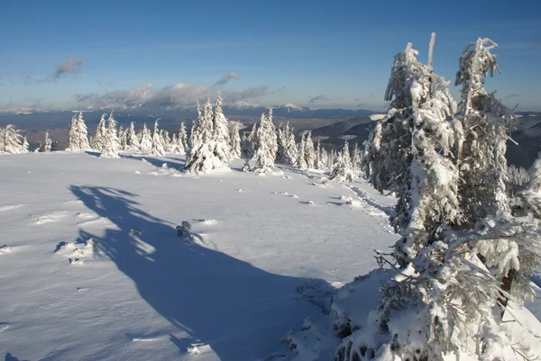 Меховые деревья во льду на склоне холма — стоковое фото