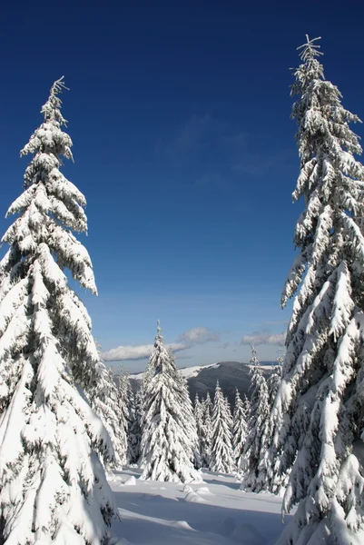 Fur-trees on a hillside. — Stock Photo, Image