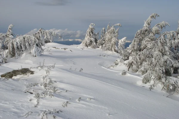 언덕 위의 얼음 속의 푸나무들. — 스톡 사진