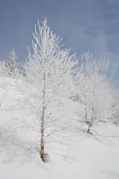 Білі зимові берези на схилі пагорба . — стокове фото