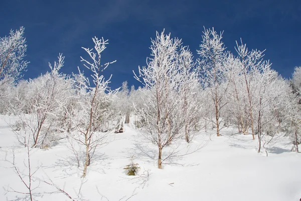 Білі зимові берези на схилі пагорба . — стокове фото