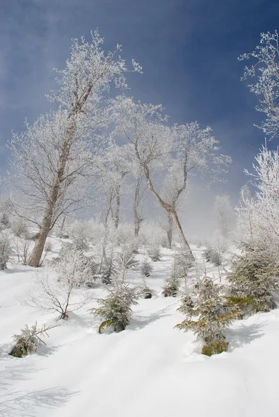 Weiße Winterbirken an einem Hang. — Stockfoto
