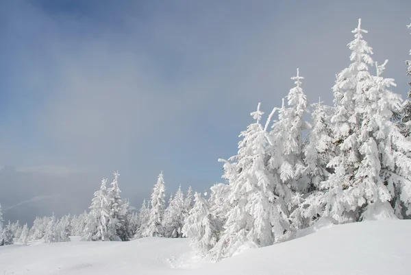 白色冬天皮草树木的山坡上. — 图库照片