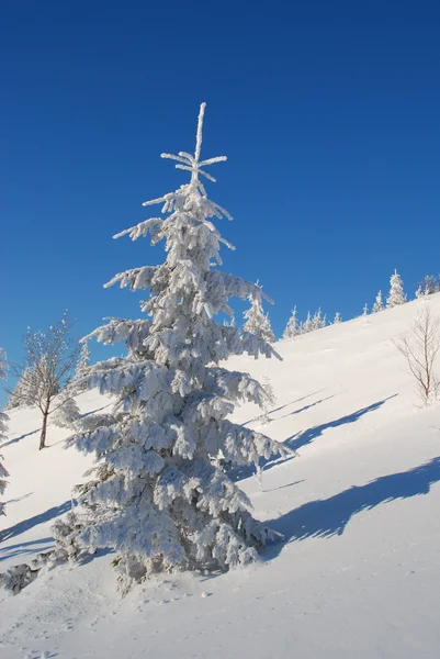White fur-tree — Stock Photo, Image