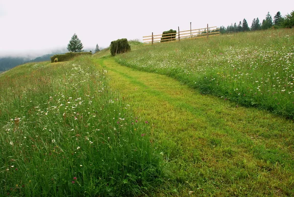 Haymaking sur une colline . — Photo