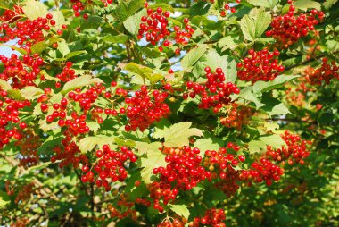 guelder-gül çilek.