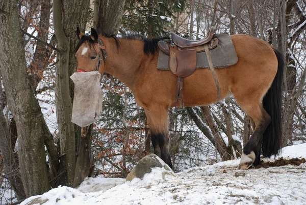 एक फोरेज के लिए बैग के साथ घोड़ा — स्टॉक फ़ोटो, इमेज