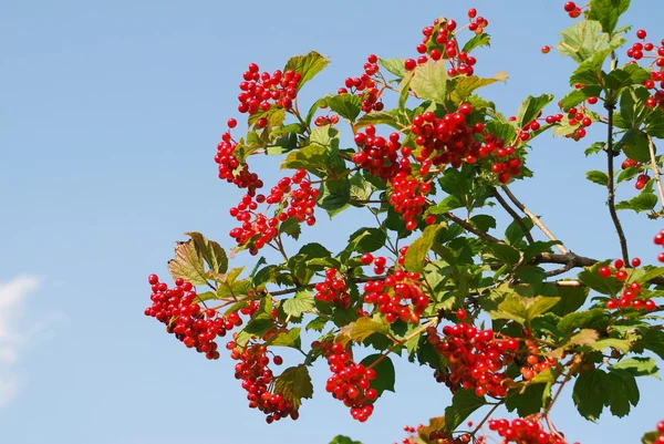 Guelder-rose branch. — Stock Photo, Image