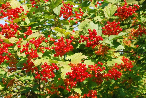 Guelder-rose berries. — Stock Photo, Image