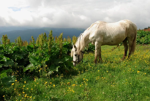 Stock image White horse on a green slope