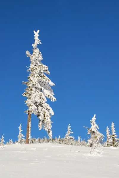 Kožešina strom na horském svahu zimní — Stock fotografie