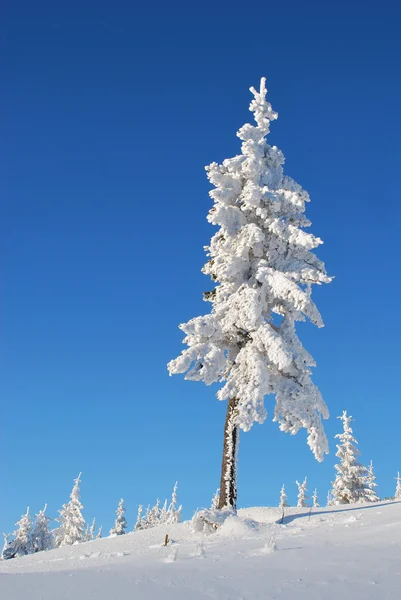 Fur-tree on a mountain winter slope — Stock Photo, Image