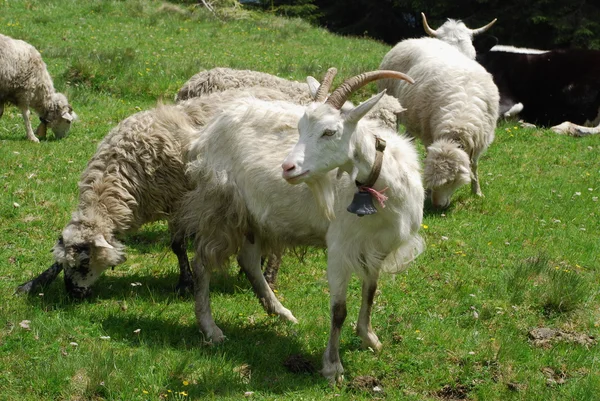Keçi ve koyun yeşil yamaç. — Stok fotoğraf