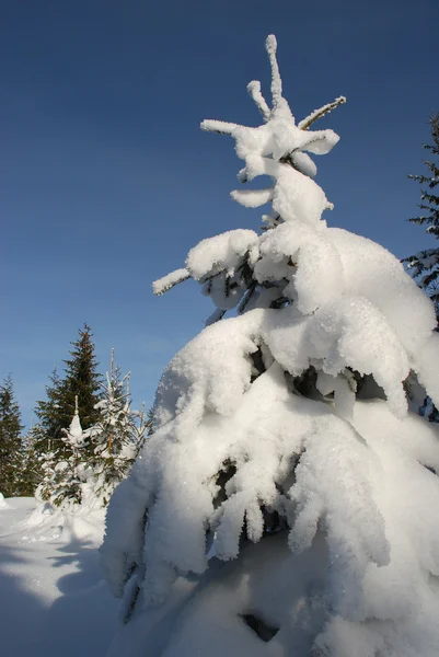 Vit päls-träd i snö — Stockfoto