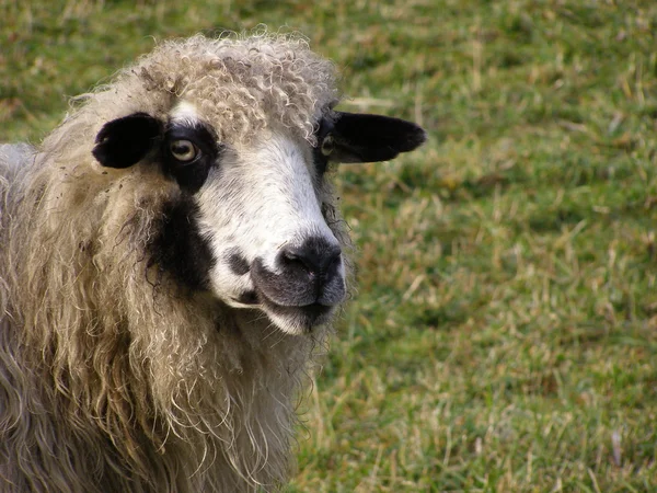 Głowa owcy. — Zdjęcie stockowe