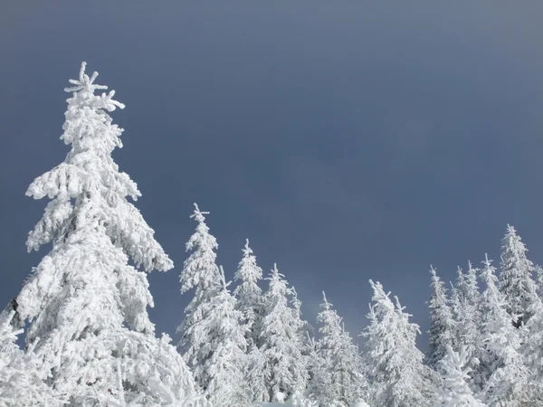 Peles-árvores brancas na neve — Fotografia de Stock