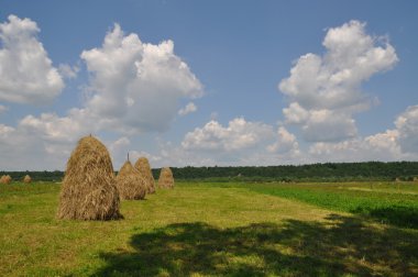 saman yığınları içinde.