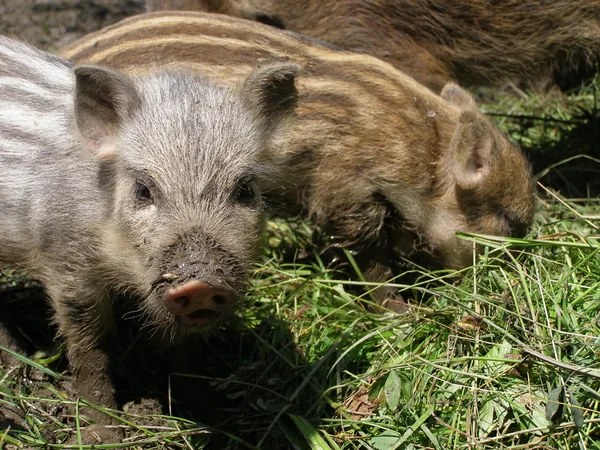 stock image Wild pigs