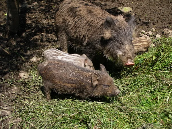Wild pig with pigs.