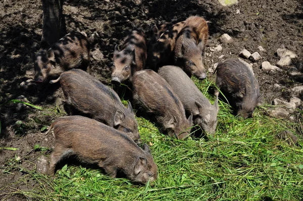 Маленькие дикие свиньи . — стоковое фото