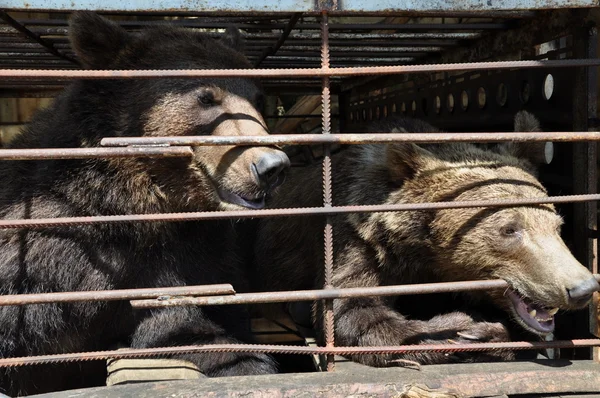 Två björnar i en bur. — Stockfoto