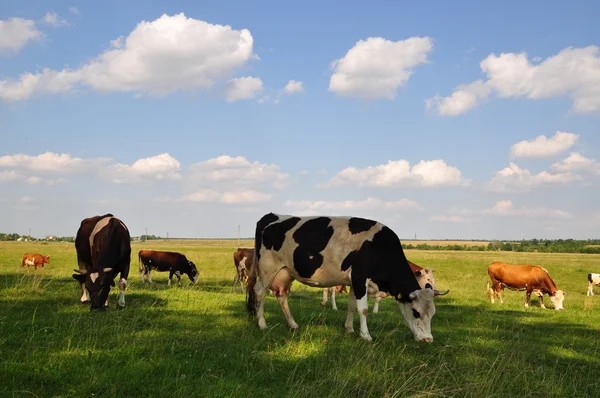 stock image Cows on a summer meadow.