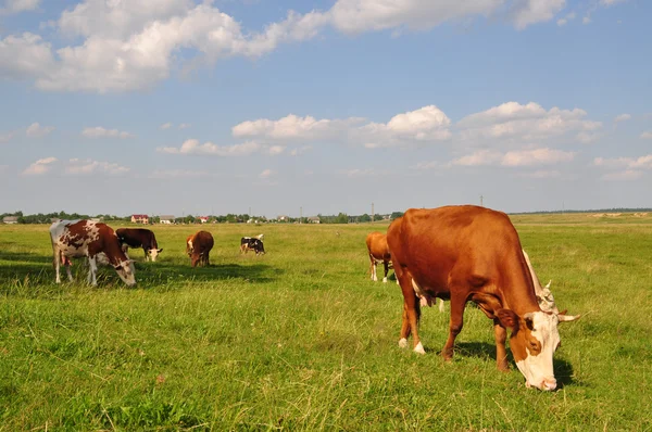 夏の草原で牛. — ストック写真