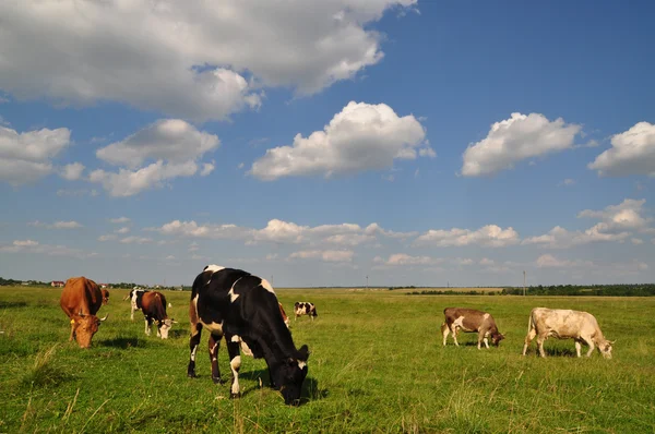 stock image Cows on a summer meadow.