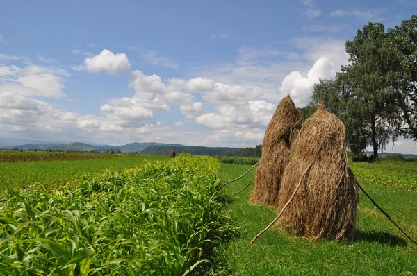 stock image In the field after a rain.