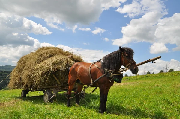 Koně s vozíkem naloženým seno. — Stock fotografie
