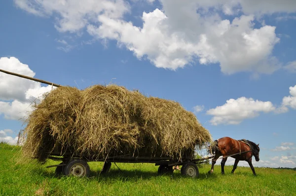Häst med en vagn lastad hö. — Stockfoto